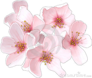 Cherry Blossom | Free Images at Clker.com - vector clip art online
